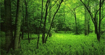 El bosque gestionado bosque gestionado