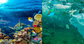 El Día Mundial de los Océanos en el colegio dia-oceanos-colegio