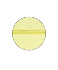 OXFORD KANGOO LIVE & GO Estuche cuadrado grande esponjoso 22 x 8 x 7 cm colores surtidos