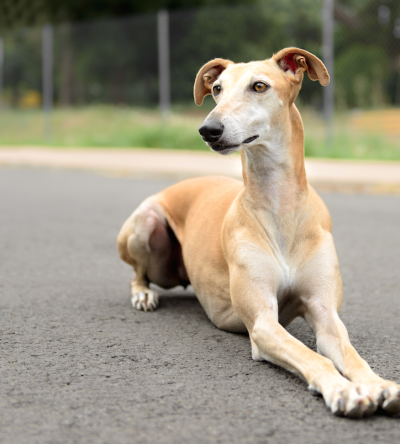 galgo-perros-colegio