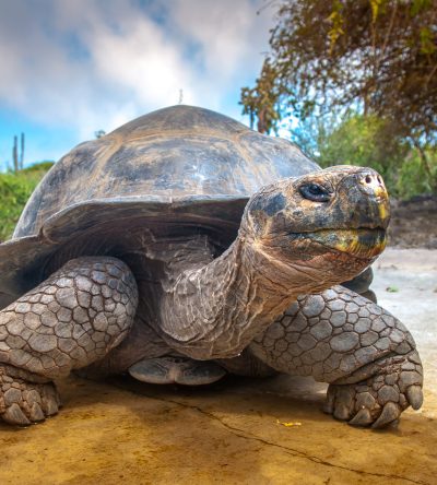 Galapagos,Islands.,Galapagos,Tortoise.,Big,Turtle.,Ecuador.